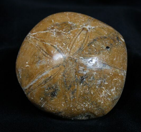 Fossil Sand Dollar Mepygurus From Madagascar #1641